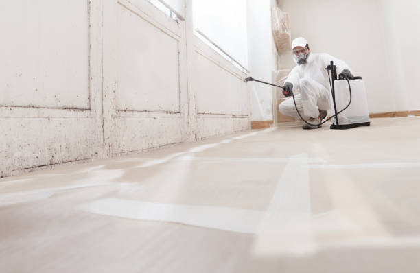 24/7 Emergency Mold Removal experts in South Bound Brook, NJ