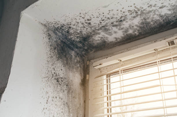 Affordable Mold Removal solutions in South Bound Brook, NJ